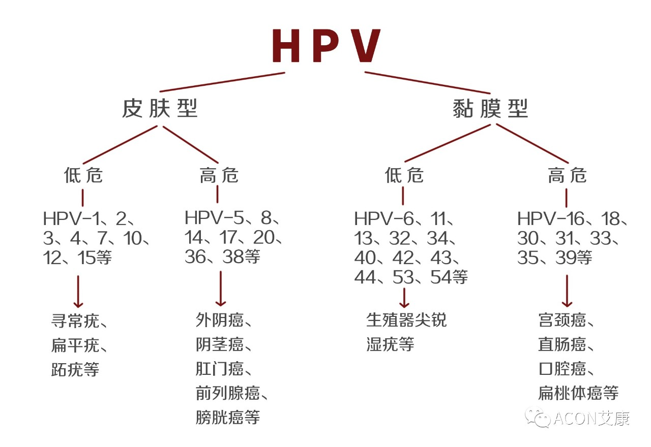 HPV疫苗有必要打嗎？二價、四價、九價要如何選擇！